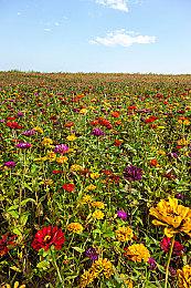 《数码宝贝：绝境求生》开发者访谈  3条主路线加隐藏路线